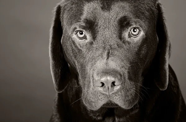 かわいいラブラドール子犬 — ストック写真