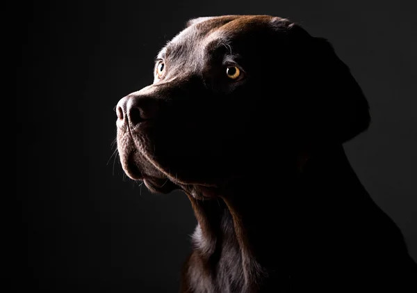 Young Chocolate Lab — Stock Photo, Image