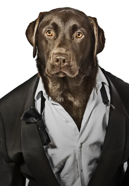 Labrador Cool Looking em Tuxedo Top Dog — Fotografia de Stock