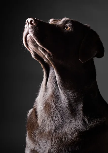 Striking Chocolate Labrador Looking Up — Stock Photo, Image