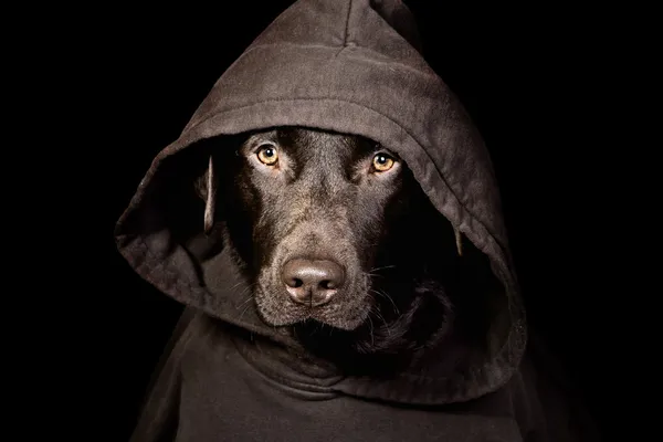 Intimidating Chocolate Labrador in Hooded Top — Stock Photo, Image