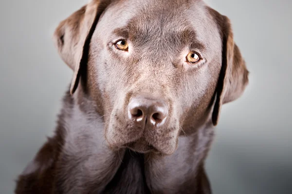 Beau chocolat Labrador — Photo