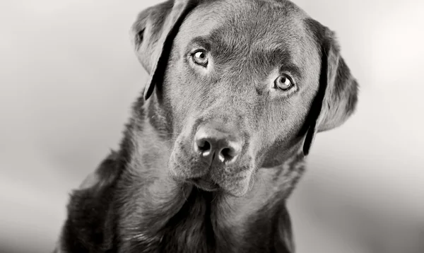 Labrador impressionante — Fotografia de Stock