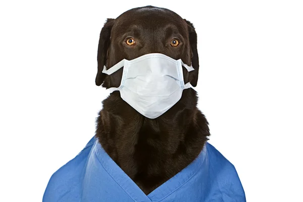 Czekoladowy labrador chirurg z maską — Zdjęcie stockowe