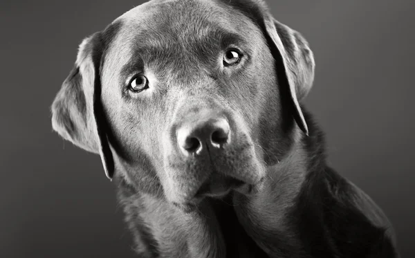 Captura de cabeça de um belo Labrador — Fotografia de Stock
