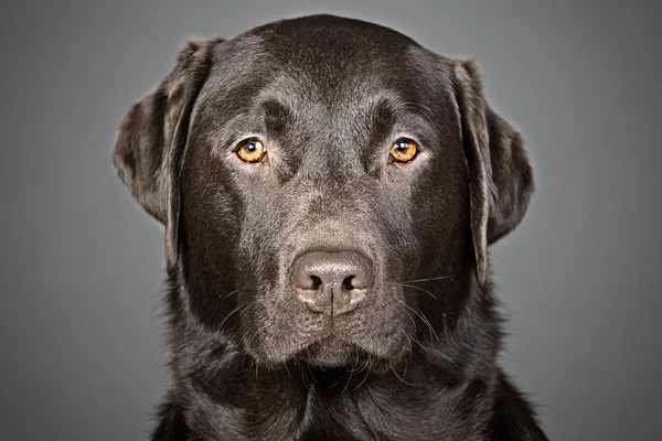 Handsome Chocolate Labrador — Stock Photo, Image