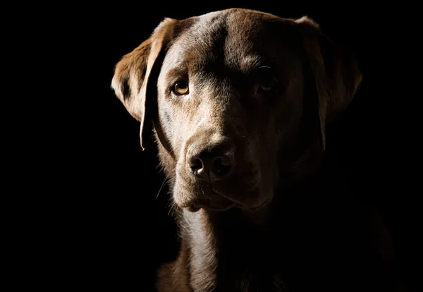 Low Key Shot of a Proud Labrador — Stock Photo, Image