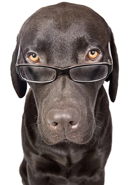 Labrador bonito e inteligente com óculos — Fotografia de Stock