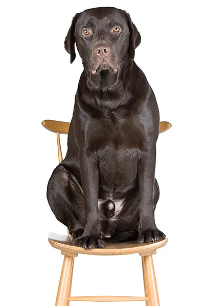 Čokoládový labrador seděla na židli — Stock fotografie