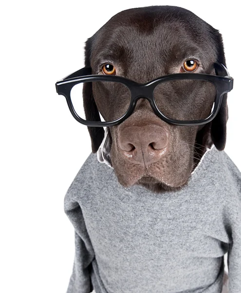 Chocolate inteligente Labrador —  Fotos de Stock