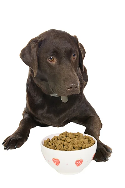 Dog with Bowl of Food — Stock Photo, Image