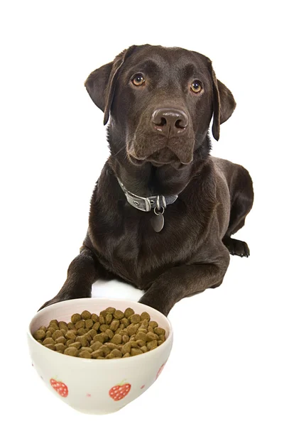 Labrador de chocolate com tigela de alimentos — Fotografia de Stock
