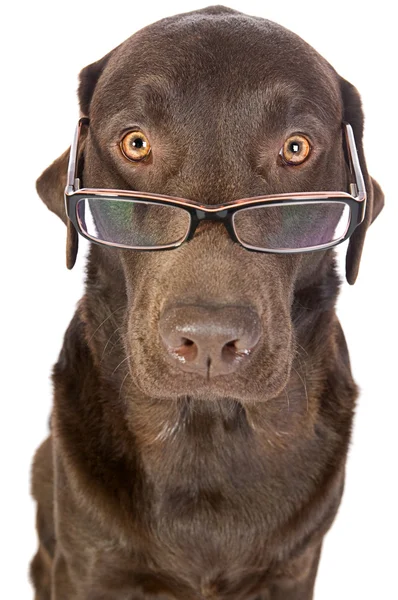 Handsome and Clever Labrador in Glasse — Stock Photo, Image