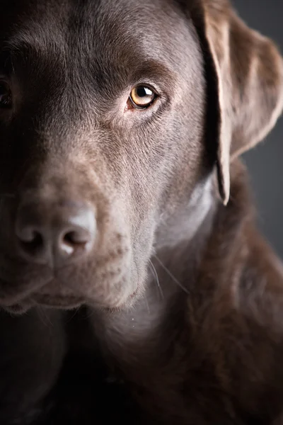 Przystojny labrador czekoladowy — Zdjęcie stockowe