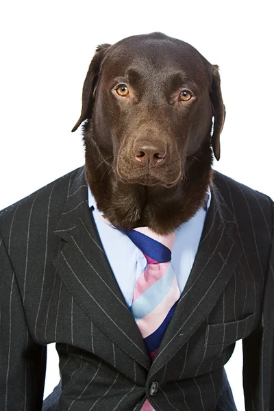 Labrador em terno pronto para o trabalho — Fotografia de Stock