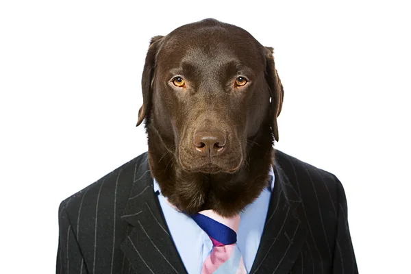 Labrador en traje listo para trabajar — Foto de Stock