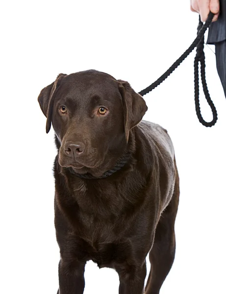 Taking the Dog for a Walk — Stock Photo, Image