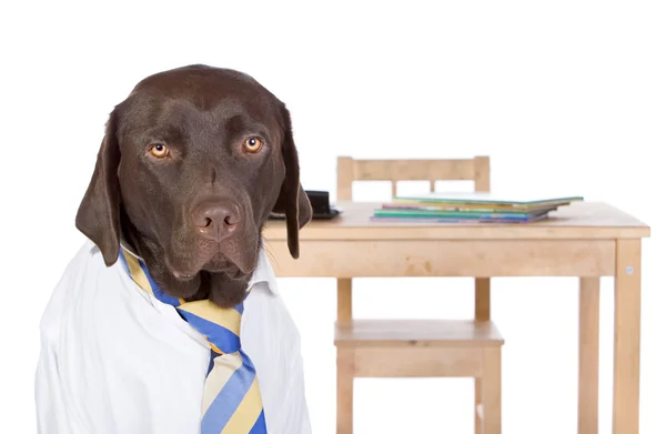 Chocolate Labrador voltar para a escola — Fotografia de Stock