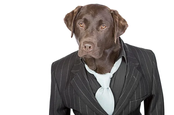Chocolate Labrador in Pin Stripe Suit — Stock Photo, Image
