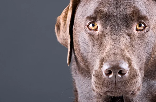 Impressionante Labrador de chocolate — Fotografia de Stock