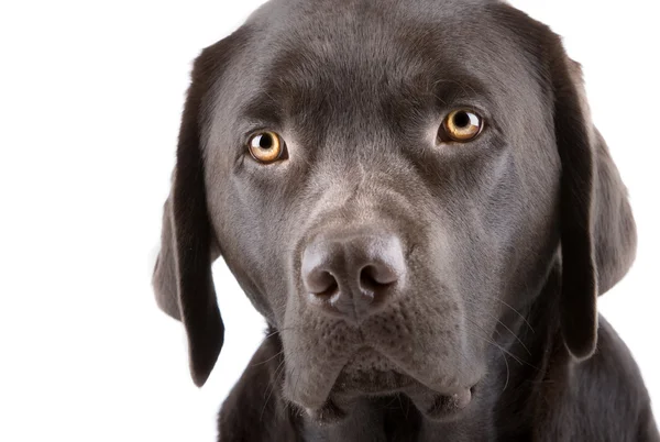 Headshot roztomilý vypadající labrador Pupp — Stock fotografie