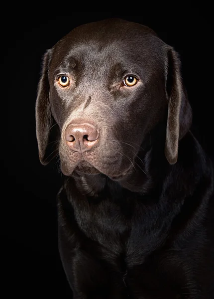 かわいいチョコレート ラブラドル ・ レトリーバー犬 — ストック写真