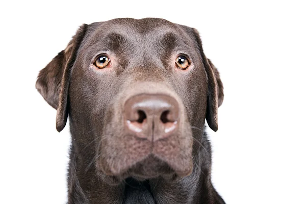 Głowa przystojnej labrador czekoladowy — Zdjęcie stockowe