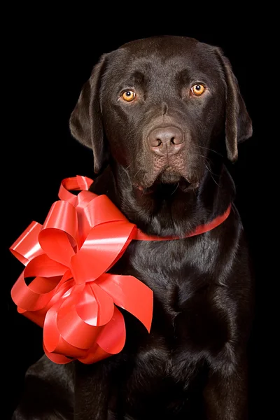 Presente embrulhado Labrador de Chocolate — Fotografia de Stock