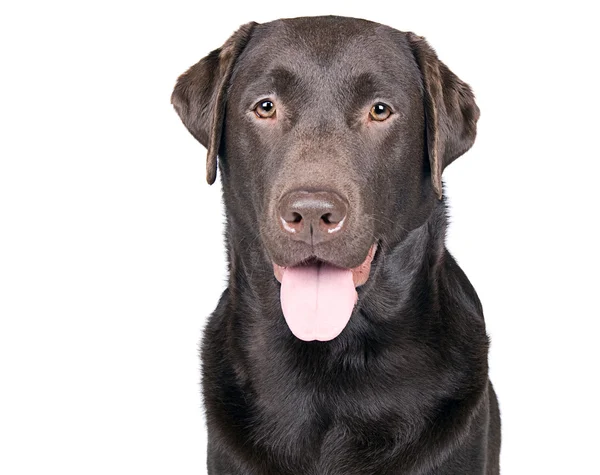 Feliz Panting Chocolate Labrador — Fotografia de Stock