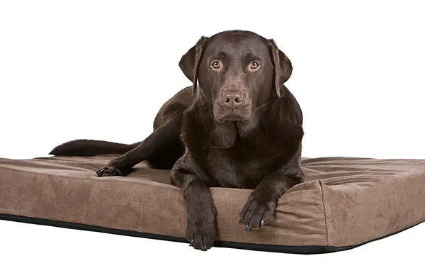 Labrador op geheugen schuim bed Stockfoto