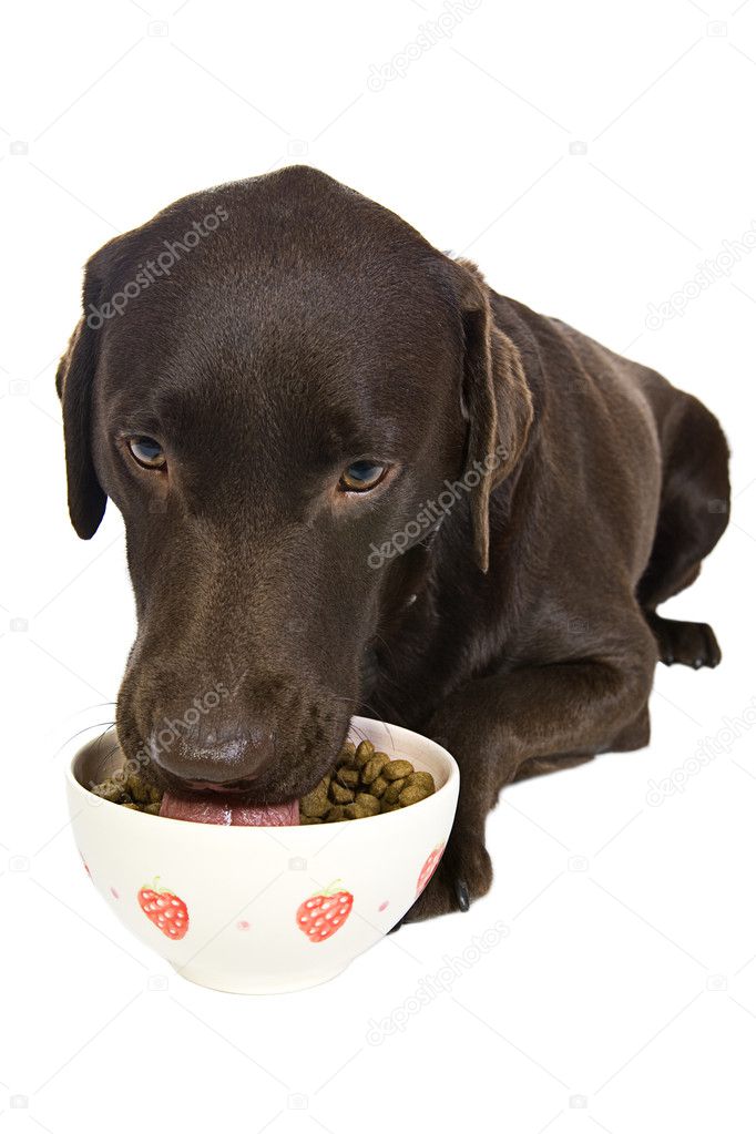 Dog eating Bowl of Food