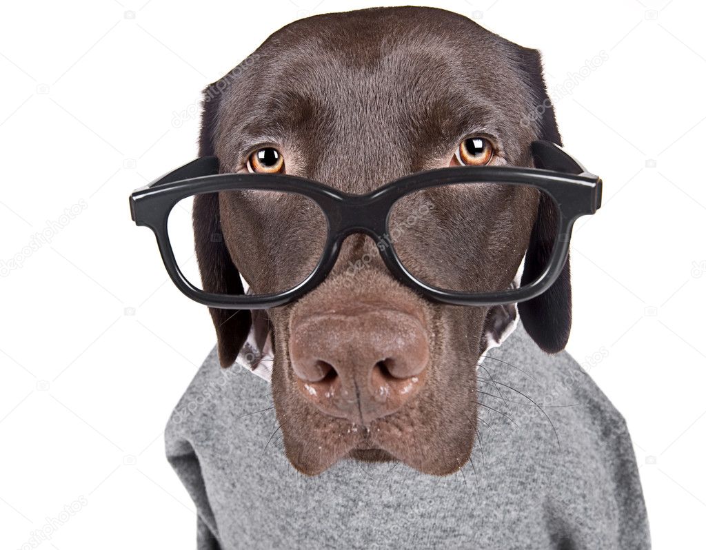 Intelligent Looking Chocolate Labrador