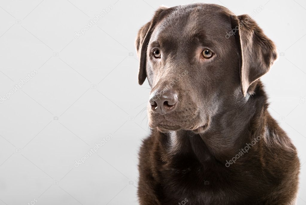 Handsome Chocolate Labrador