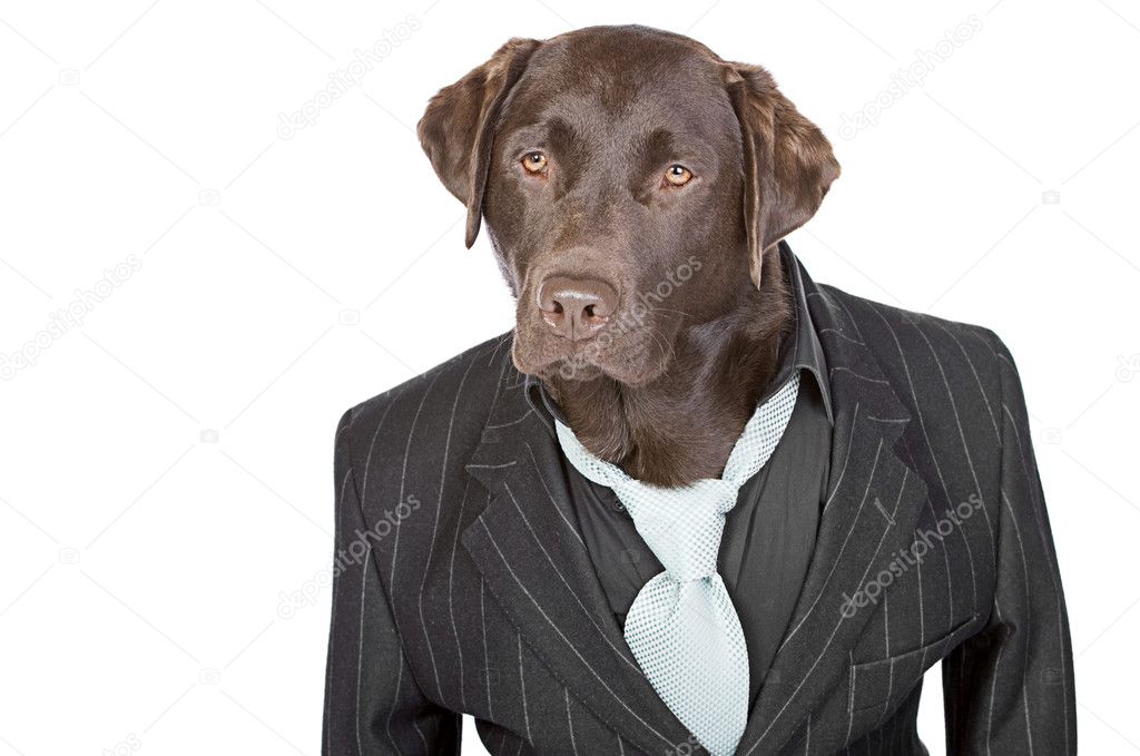 Chocolate Labrador in Pin Stripe Suit