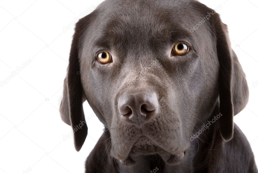 Headshot of a Cute Looking Labrador Pupp