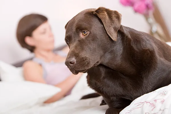 Labrador-Alarm im Bett des Besitzers Stockfoto