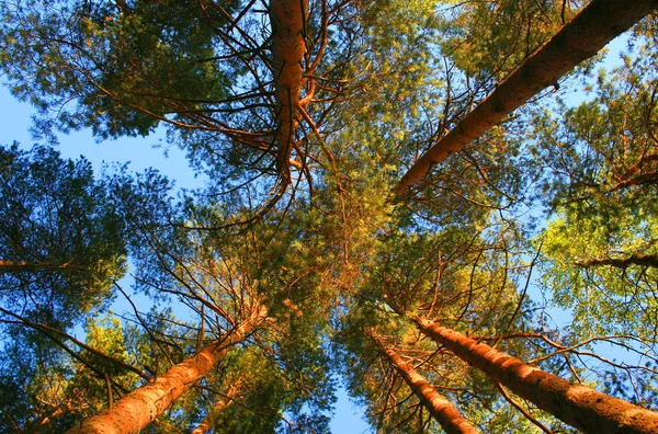 stock image Wood