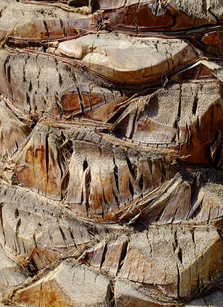 stock image Palm tree texture