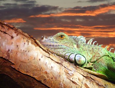 Lazy iguana 01 clipart