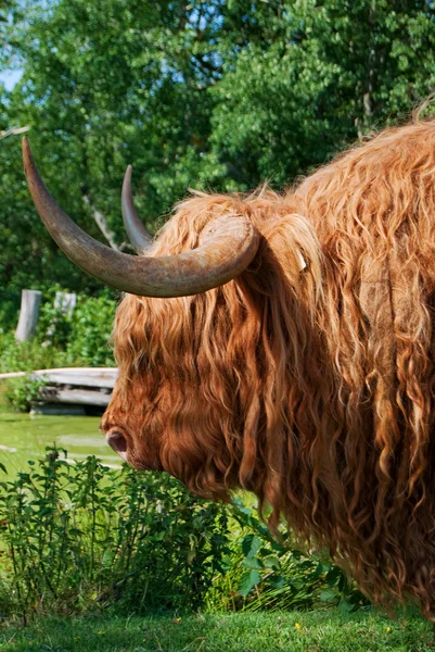 Волосатая корова — стоковое фото