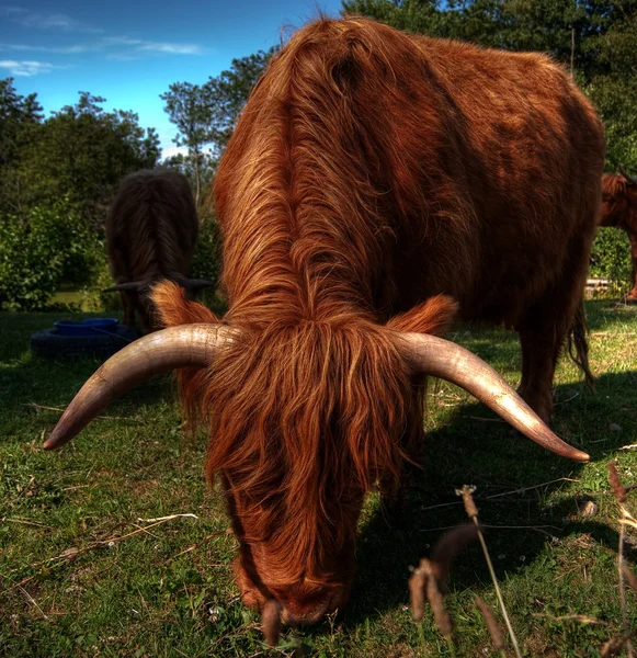 Highland kráva hdr — Stock fotografie