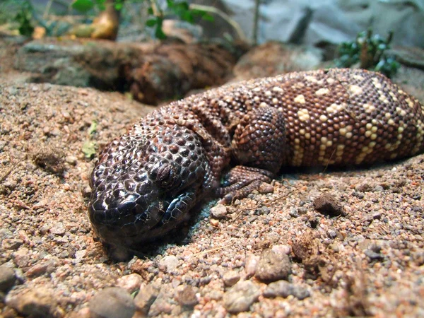 Sleepy lizard — Stock Photo, Image