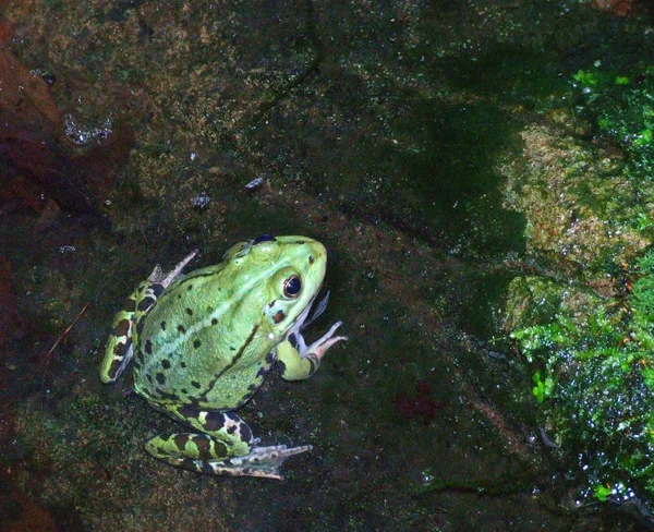 Wild frog 02 — Stock Photo, Image