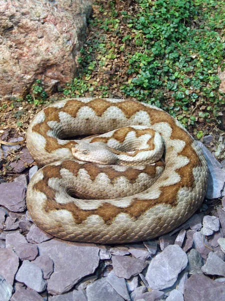 Диких змій 06 — стокове фото