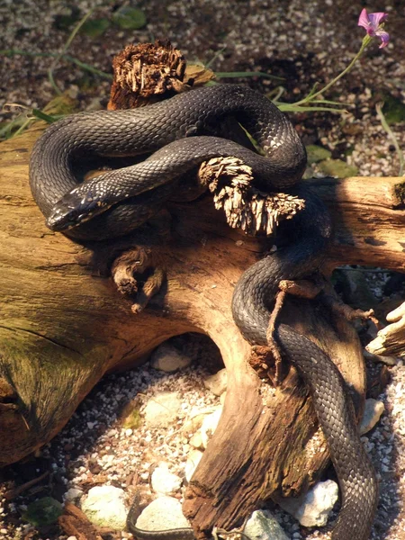 Volně žijící had 01 — Stock fotografie