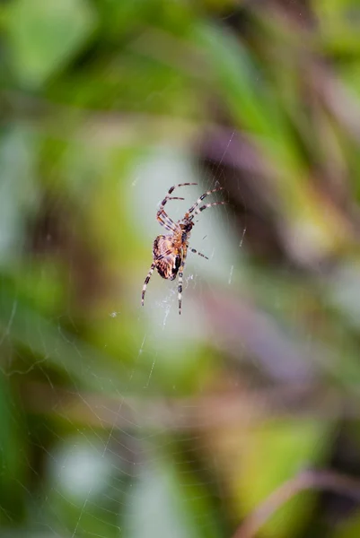 stock image Garden spider