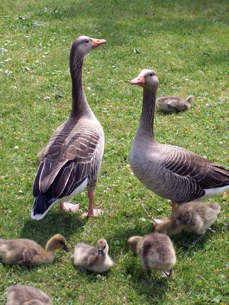 stock image Ducks with chicks 01