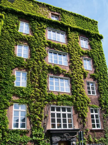 stock image Ivy covered building 01