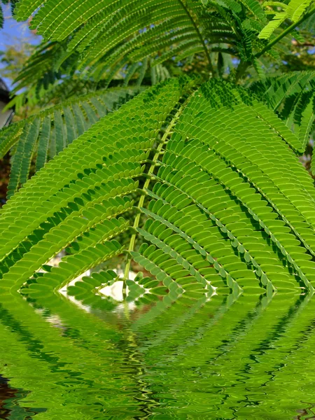 Leafy reflection background — Stock Photo, Image
