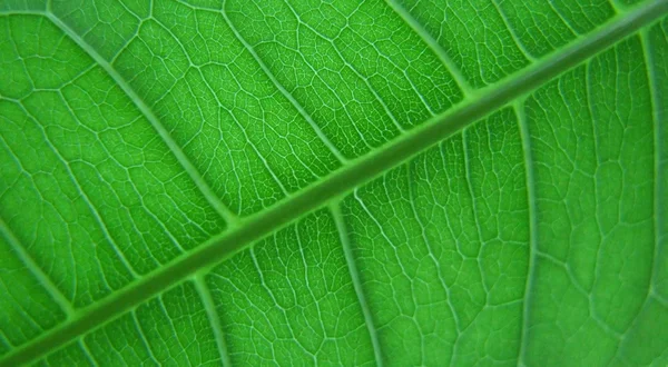 Leaf macro 01 — Stock Photo, Image